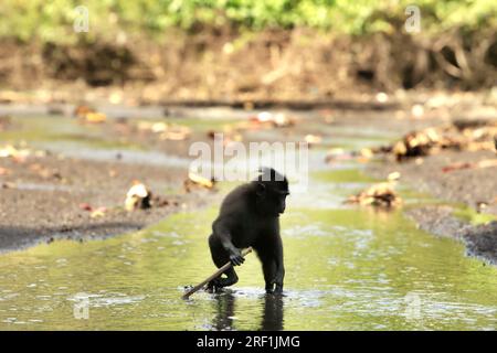 Ein Schwarzkammmakaken (Macaca nigra) hält einen Bambusstock, während er an einem Bach in der Nähe eines Strands im Naturschutzgebiet Tangkoko, North Sulawesi, Indonesien, forscht. Laut einem Team von Wissenschaftlern unter der Leitung von Marine Joly, das im Juli 2023 im International Journal of Primatology veröffentlicht wurde, stieg die Temperatur im Wald von Tangkoko an, und die Gesamtfruchtmenge sank. „Zwischen 2012 und 2020 stiegen die Temperaturen im Wald um bis zu 0,2 Grad Celsius pro Jahr, und der Obstreichtum sank insgesamt um 1 Prozent pro Jahr“, schrieben sie. Stockfoto