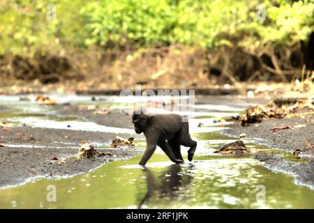 Ein Schwarzkammmakaken (Macaca nigra) forscht an einem Bach in der Nähe eines Strands im Naturschutzgebiet Tangkoko, North Sulawesi, Indonesien. Laut einem von Marine Joly geleiteten Wissenschaftlerteam, das im Juli 2023 im International Journal of Primatology veröffentlicht wurde, stieg die Temperatur im Tangkoko-Wald, einem geschützten Lebensraum für die gefährdeten Kammmakaken in Nord-Sulawesi, an. „Zwischen 2012 und 2020 stiegen die Temperaturen im Wald um bis zu 0,2 Grad Celsius pro Jahr, und der Obstreichtum sank insgesamt um 1 Prozent pro Jahr“, schrieben sie. Stockfoto