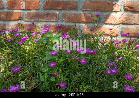 Blumen im Garten an einem sonnigen Tag. Schuss gegen eine Ziegelwand. Hochwertiges Foto Stockfoto