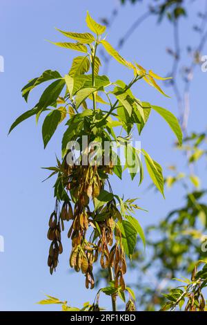 Nahaufnahme der rötlich-rosa reifen Früchte des Ahorns. Stockfoto