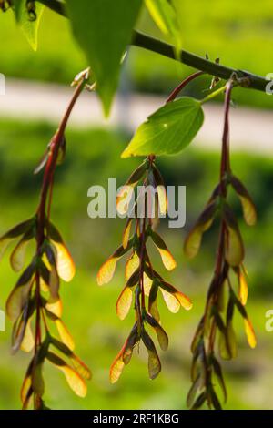 Nahaufnahme der rötlich-rosa reifen Früchte des Ahorns. Stockfoto