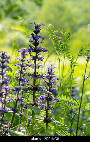 Eine Nahaufnahme der blauen Blüten von Ajuga reptans Atropurpurea im Frühling. Blaues Horn Ajuga reptans Blumen Zimmermanns Kräuter immergrüne, mehrjährige Pflanzen. Stockfoto