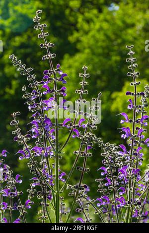 Salvia pratensis, die Wiesenklarre oder Wiesensalbei, ist eine Blütenpflanzenart der Familie Lamiaceae, die in Europa, Westasien und Norther heimisch ist Stockfoto