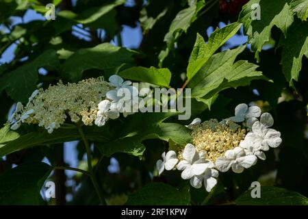 Guelder-Rosenbusch. Foto im Garten. Viburnum Blumen Blühen. Stockfoto