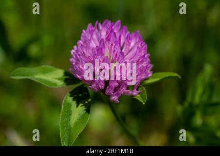 Trifolium pratense, Rotklee. Sammeln Sie wertvolle Blumen im Sommer auf der Wiese. Heilpflanze und Honigpflanze, Futter und in der Volksmedizin Stockfoto