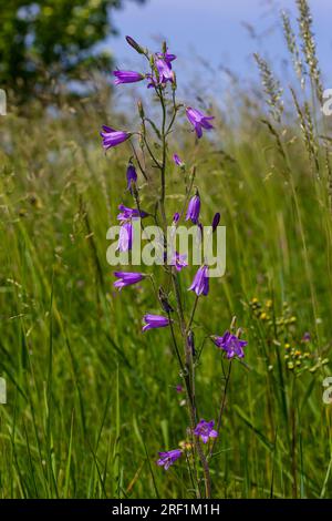 Nahaufnahme campanula sibirica mit verschwommenem Hintergrund im Sommergarten. Stockfoto