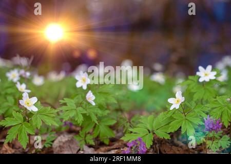 Wunderschöner Blumenhintergrund. Eine Lichtung weicher, weißer Blumen, die von den gelben Sonnenstrahlen beleuchtet werden. Eichenanemone Stockfoto