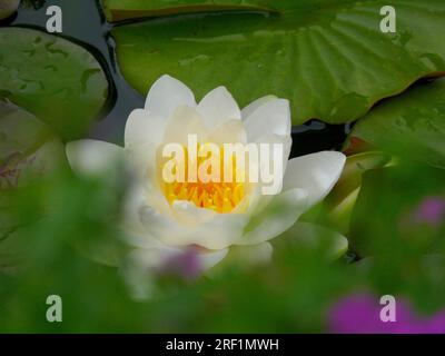 Weiße Wasserlilie im Gartenteich Stockfoto