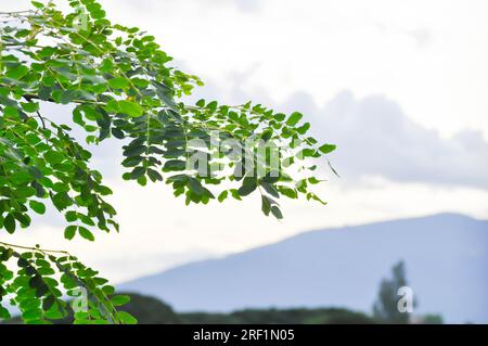 Adenanthera pavonina L oder Leguminosae Mimosoideae oder Roter Sandelholzbaum oder Korallenholzbaum oder Sandelholzbaum oder Perlenbaum, Himmel und Bergrückgrat Stockfoto