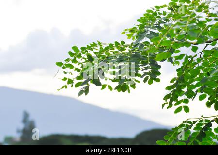 Adenanthera pavonina L oder Leguminosae Mimosoideae oder Roter Sandelholzbaum oder Korallenholzbaum oder Sandelholzbaum oder Perlenbaum, Himmel und Bergrückgrat Stockfoto