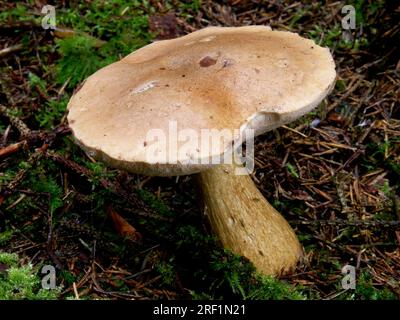 Bitterbolete (Tylopilus felleus) Fischach, Swabia Stockfoto