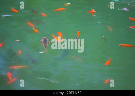 Goldfische schwimmen im grünen Wasser des Teiches. Stockfoto