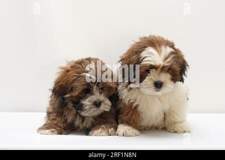 Zwei 2 Lhasa Apso Welpen im Alter von 8 Wochen im Studio auf/vor weißem Hintergrund Stockfoto