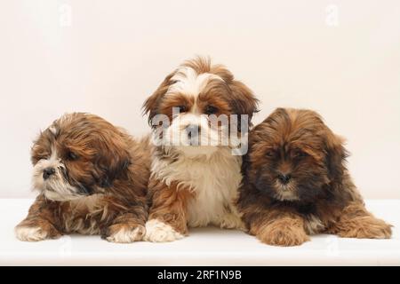 Drei 3 Lhasa Apso Welpen im Alter von 8 Wochen im Studio mit weißem Hintergrund Stockfoto