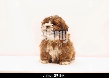 Lhasa Apso Hündchen 8 Wochen alt im Studio auf/mit weißem Hintergrund, FCI, Standard Nr. 227 Stockfoto