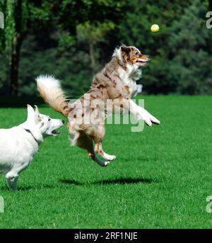 White Shepherd und Australian Shepherd, Red-Merle, jagt einen Ball, White Swiss Shepherd, Berger Blanc Suisse, FCI-Standard Nr. 347 (vorläufig) Stockfoto