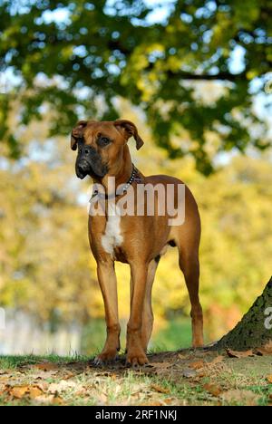 Junger Boxer, 7 Monate alt, steht auf einer Wiese mit Herbstblättern, FCI-Standard Nr. 144/2. 2, junger Boxer, 7 Monate alt, steht auf einer Wiese Stockfoto