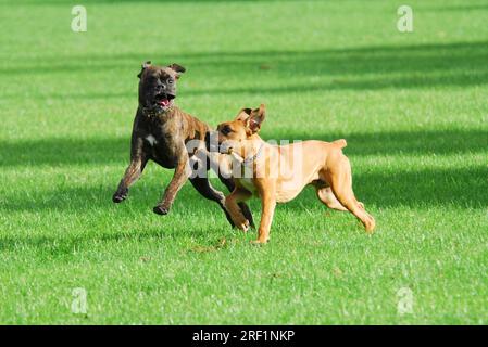 2 junge Boxer, Männer, 10 und 6 Monate alt, spielen zusammen, FCI-Standard Nr. 144/2. 2, zwei junge Boxer, 10 und 6 Monate alt, spielen zusammen Stockfoto