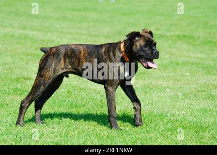 Junger Boxer, männlich, 6 Monate alt, Brindle, FCI-Standard Nr. 144/2. 2, junger Boxer, 6 Monate alt Stockfoto