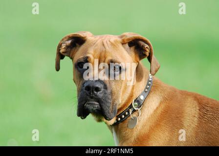 Junger Boxer, männlich, 5 Monate alt, Porträt, FCI-Standard Nr. 144/2. 2, junger Boxer, 5 Monate alt, Porträt Stockfoto