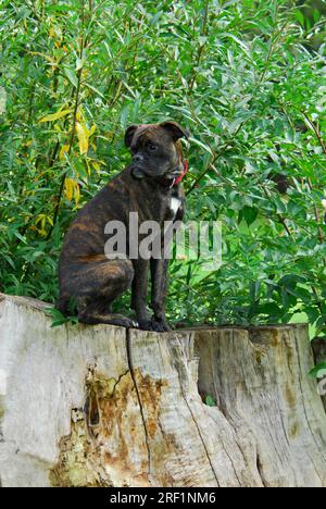 Junger Boxer, männlich, 10 Monate alt, Brindle, sitzt auf einem Baumstumpf, FCI-Standard Nr. 144/2. 2, junger Boxer, 10 Monate alt, sitzt auf einem Stumpf Stockfoto