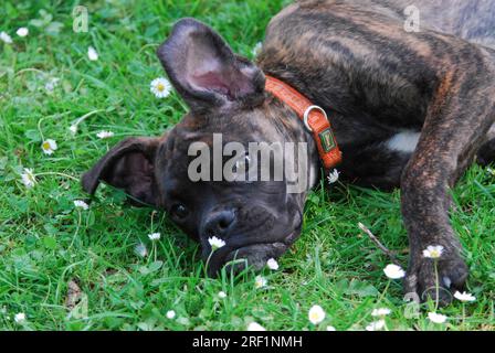 Junger Boxer, männlich, 6 Monate alt, brenzlig, liegt im Gras mit Gänseblümchen, FCI-Standard Nr. 144/2. 2, der junge Boxer, 6 Monate alt, liegt im Gras Stockfoto