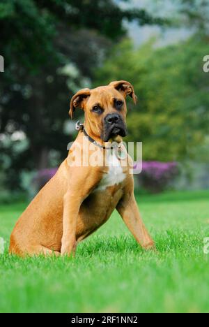 Junger Boxer, 5 Monate alt, sitzt auf einer Wiese, FCI-Standard Nr. 144/2. 2, junger Boxer, 5 Monate alt Stockfoto