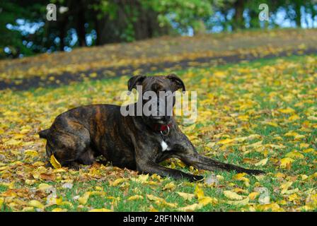 Junger Boxer, männlich, 10 Monate alt, Brindle, liegt auf einer Wiese mit Herbstblättern, FCI-Standard Nr. 144/2. 2, junger Boxer, 10 Monate alt, liegt in einer Stockfoto