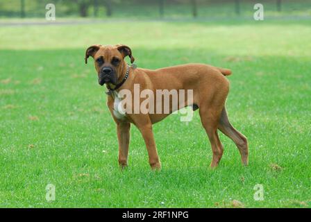 Junger Boxer, männlich, 5 Monate alt, FCI-Standard Nr. 144/2. 2, junger Boxer, 5 Monate alt Stockfoto