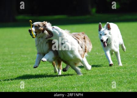 Zwei australische Hirten, Rotkäppchen, die zusammen über eine Wiese laufen, FCI-Standard Nr. 342 (vorläufig), zwei australische Hirten, die zusammen laufen Stockfoto