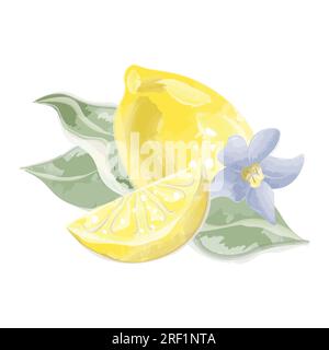 Zitrone mit Zitronenscheibe Aquarellvektor Stock Vektor