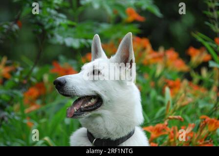 White Shepherd, Porträt, vor orangefarbenen Tageslilien, White Swiss Shepherd, Berger Blanc Suisse, FCI Standard No. 347 (vorläufig), White Swiss Stockfoto