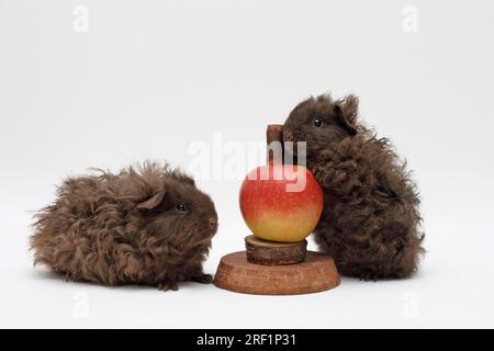 2 Schokoladen-Texel-Meerschweinchen 2 Monate und einen Monat vor einem roten Apfel in einem Apfelhalter. Sitzen und Stehen, Männchen machen. Fotografiert Stockfoto