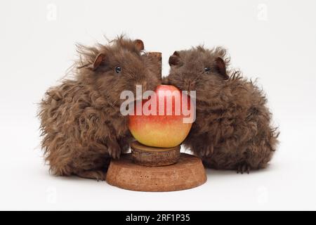 2 Schokoladen-Texel-Meerschweinchen, 2 Monate und einen Monat, zusammen auf einer Kante auf einem Apfelhalter, mit rotem Apfel. Vor einem Weißen fotografiert Stockfoto