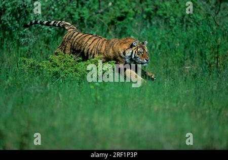 Sibirischer Tiger (Panthera tigris altaica), männlich Stockfoto