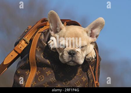 Französische Bulldogge, 12 Wochen alt, sitzt in einem Rucksack an der Wand und schläft. Im Hintergrund des blauen Himmels sind weitere Motive zu diesem Thema auf verfügbar Stockfoto