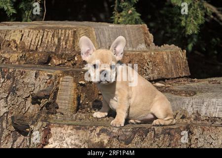 Französische Bulldogge, 12 Wochen alt, sitzt auf einem Baumstumpf andere Motive zu diesem Thema sind auf Anfrage erhältlich Stockfoto