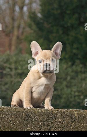 Französische Bulldogge, 10 Wochen alt, farbige Faun, sitzt an einer Wand Stockfoto
