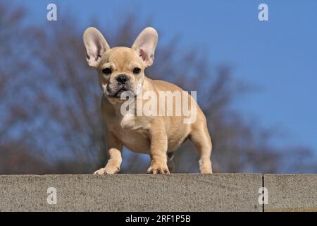 Französische Bulldogge, 12 Wochen alt, steht an einer Wand, blauer Himmel im Hintergrund andere Motive zu diesem Thema auf Anfrage Stockfoto