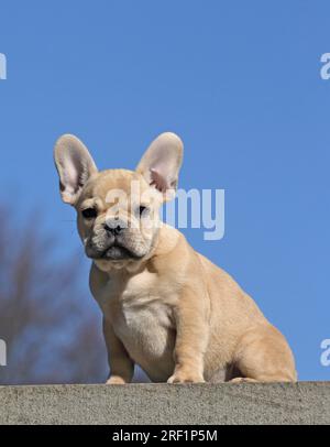 Französische Bulldogge, 12 Wochen alt, sitzt an einer Wand, blauer Himmel im Hintergrund andere Motive zu diesem Thema auf Anfrage Stockfoto