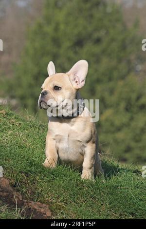 Französische Bulldogge, 12 Wochen alt, sitzt auf einem Stumpf, der mit Gras überwuchert ist. Weitere Motive zu diesem Thema sind auf Anfrage erhältlich Stockfoto