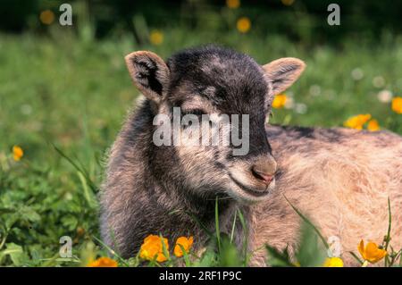 Heidschnucklamm, 2 Wochen alt Stockfoto