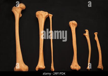 Knochen des menschlichen Skeletts Nahaufnahme auf schwarzem Hintergrund als medizinisches Lehrmaterial für Studenten. Stockfoto