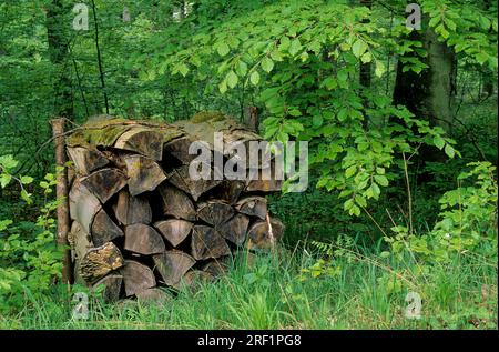 Holzstapel im Wald Stockfoto