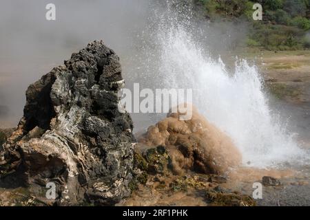 Heiße Quellen und Geysire am Lake Bogoria in Kenia Stockfoto