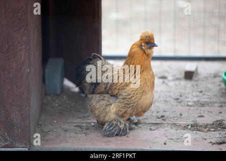 Ein Huhn der Lacedanzi-Rasse sitzt in einem Vogelhaus und ist gelangweilt. Stockfoto