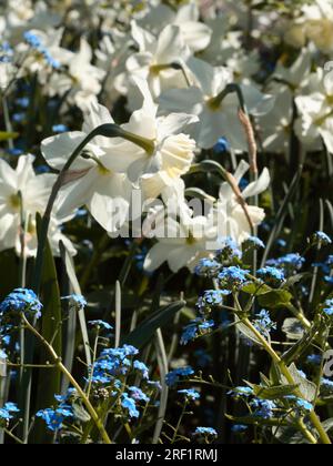 „Langtrees“ — Kaukasus „Forget-Me-Not“ (Brunnera macrophylla) Stockfoto