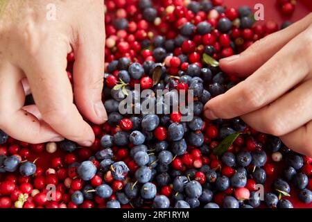 Manuelles Sortieren von wilden Waldbeeren wie Preiselbeeren und Heidelbeeren. Stockfoto