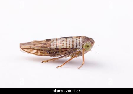 Erlschaum cicada (Aphrophora alni), Seitenansicht Stockfoto