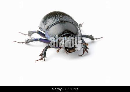 Waldmistkäfer (Geotrupes stercorosus), Deutschland Stockfoto